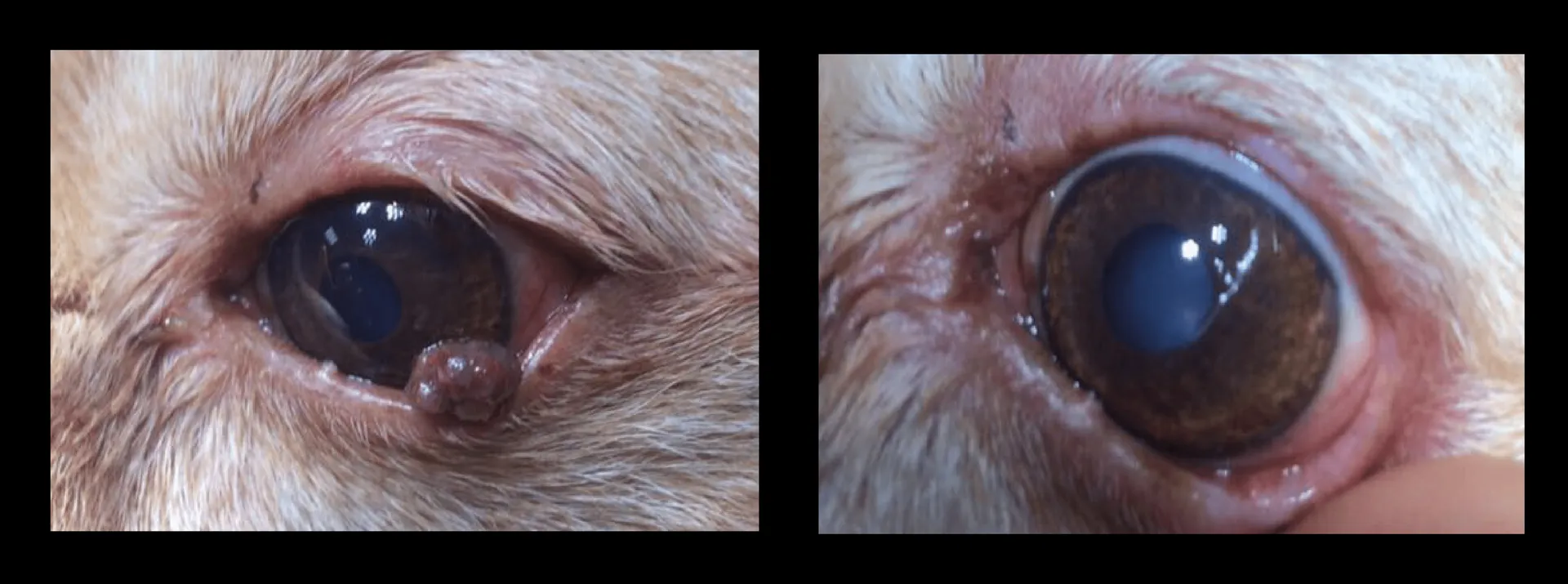Before-and-after result of pet cryosurgery