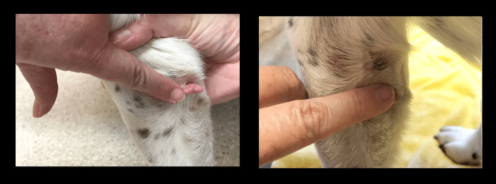 Before-and-after result of pet cryosurgery