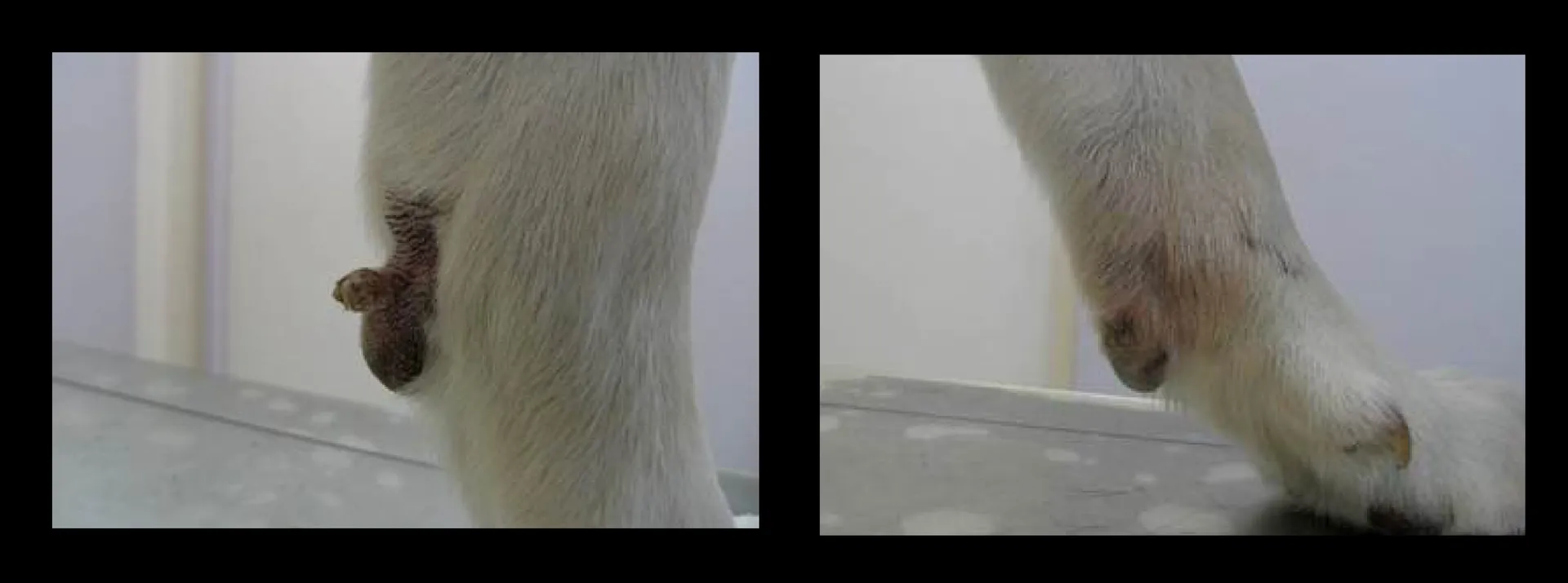 Before-and-after result of pet cryosurgery