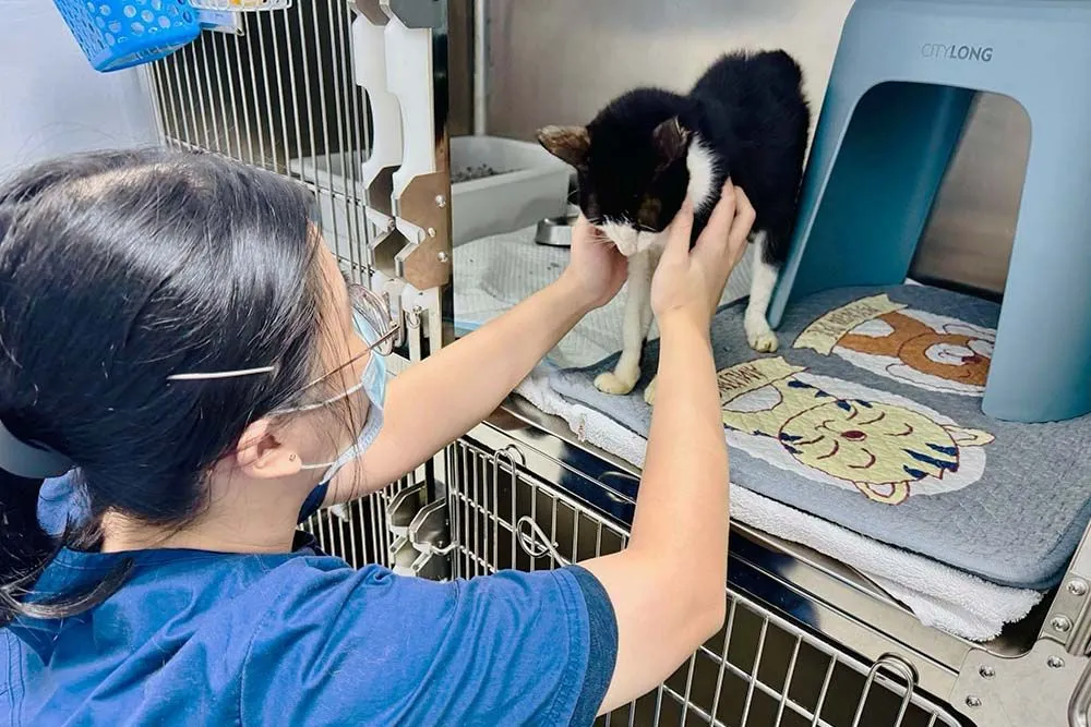 A pet recovering in day hospitalisation at AVH Animal Ark Vet