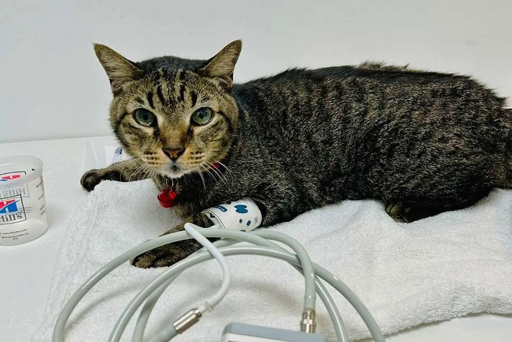 A monitored pet recovering in day hospitalisation at AVH Animal Ark Vet