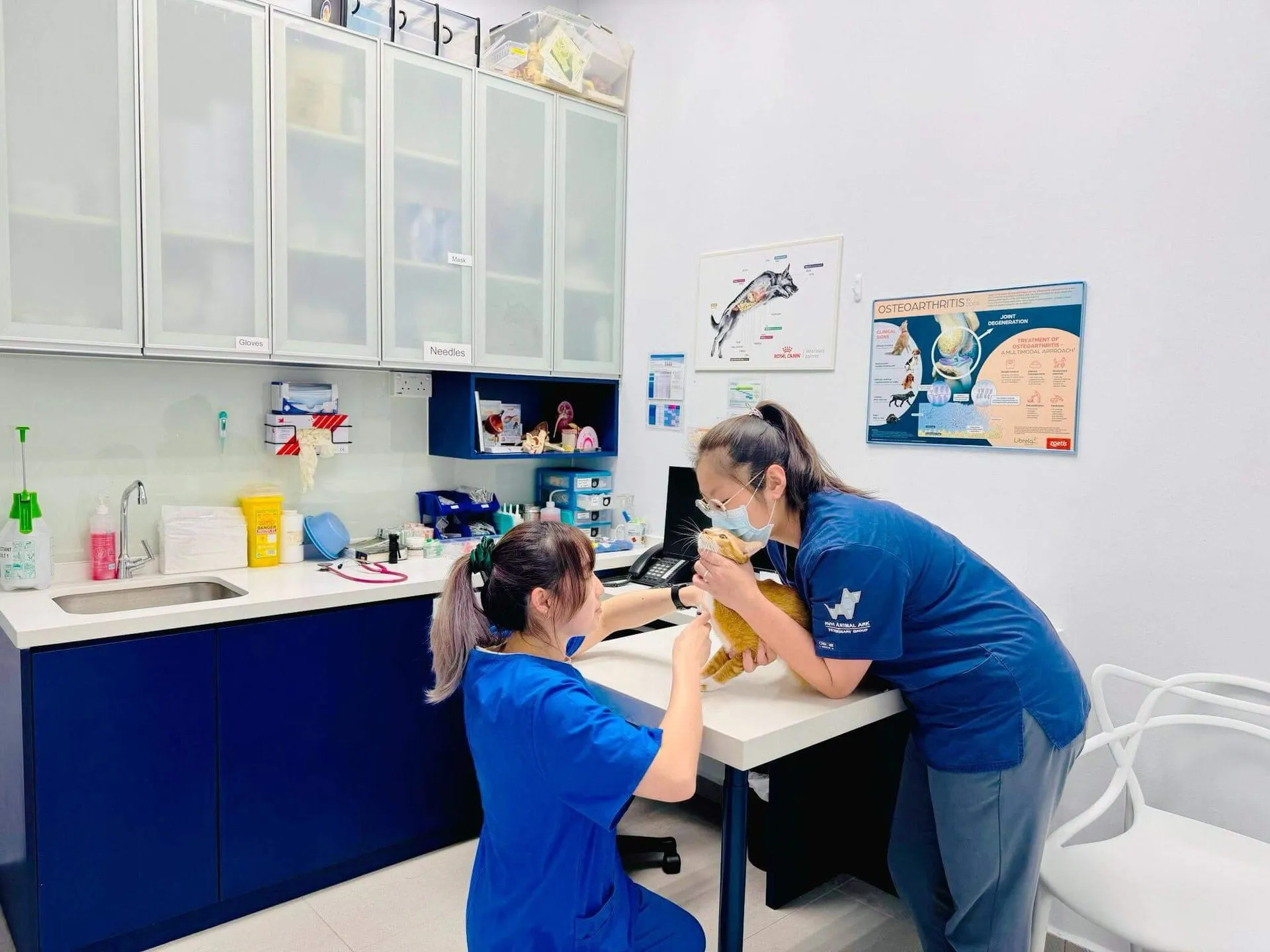 Open-concept consultation room at AVH Animal Ark Vet