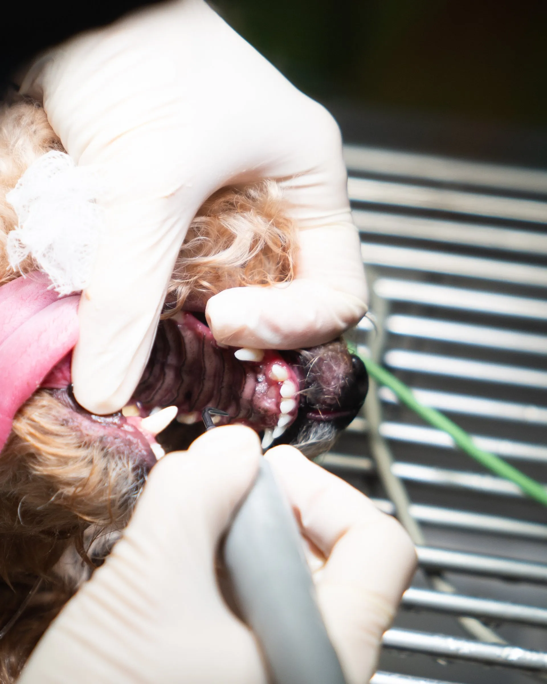 Veterinary dental scaling at AVH Animal Ark Vet