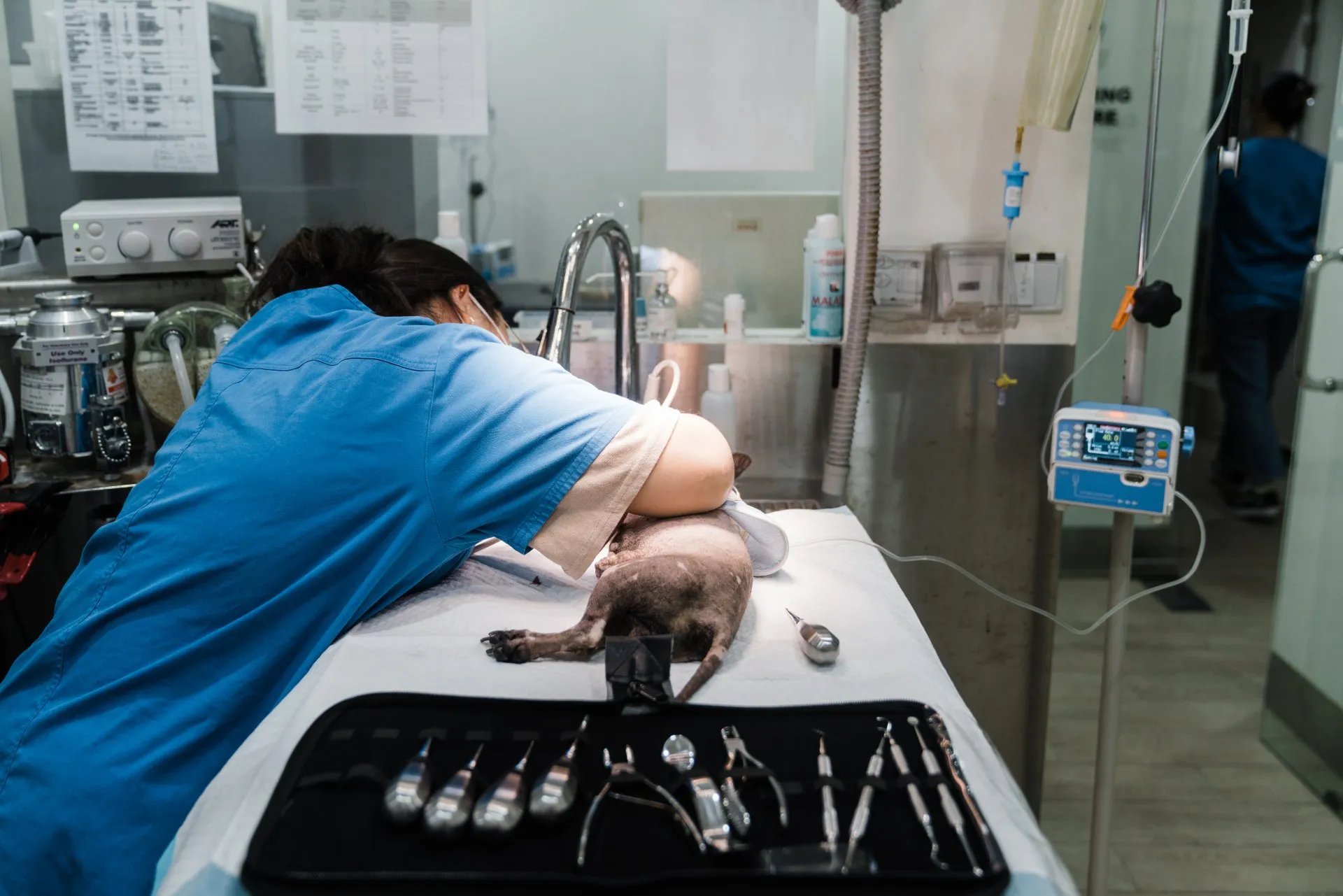 Pet dental examination at AVH Animal Ark Vet