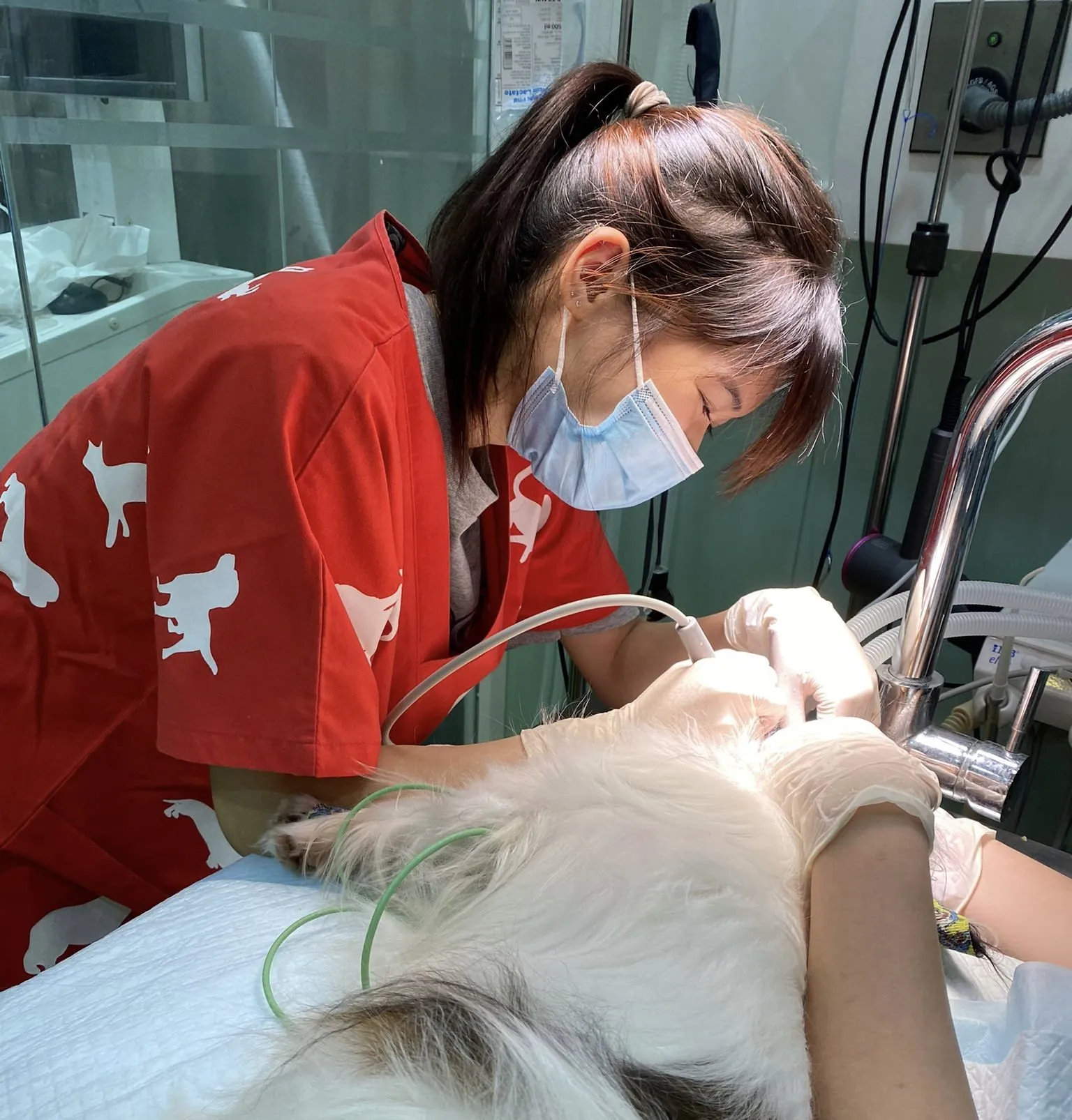 Pet dental treatment under anaesthesia at AVH Animal Ark Vet