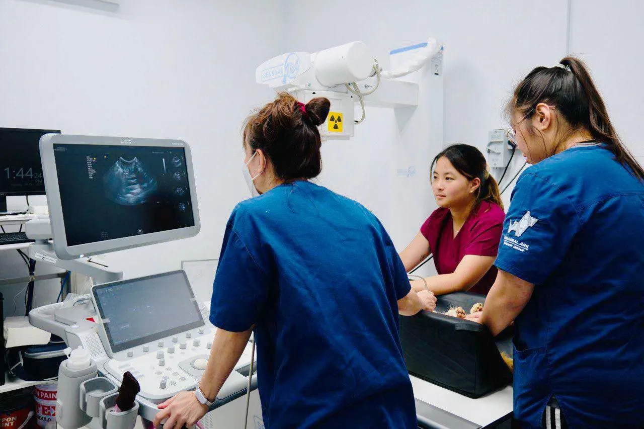 Pet ultrasound scan at AVH Animal Ark Vet