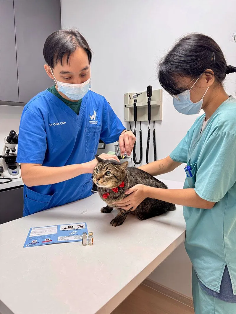 Pet vaccination and export health check at AVH Animal Ark Vet