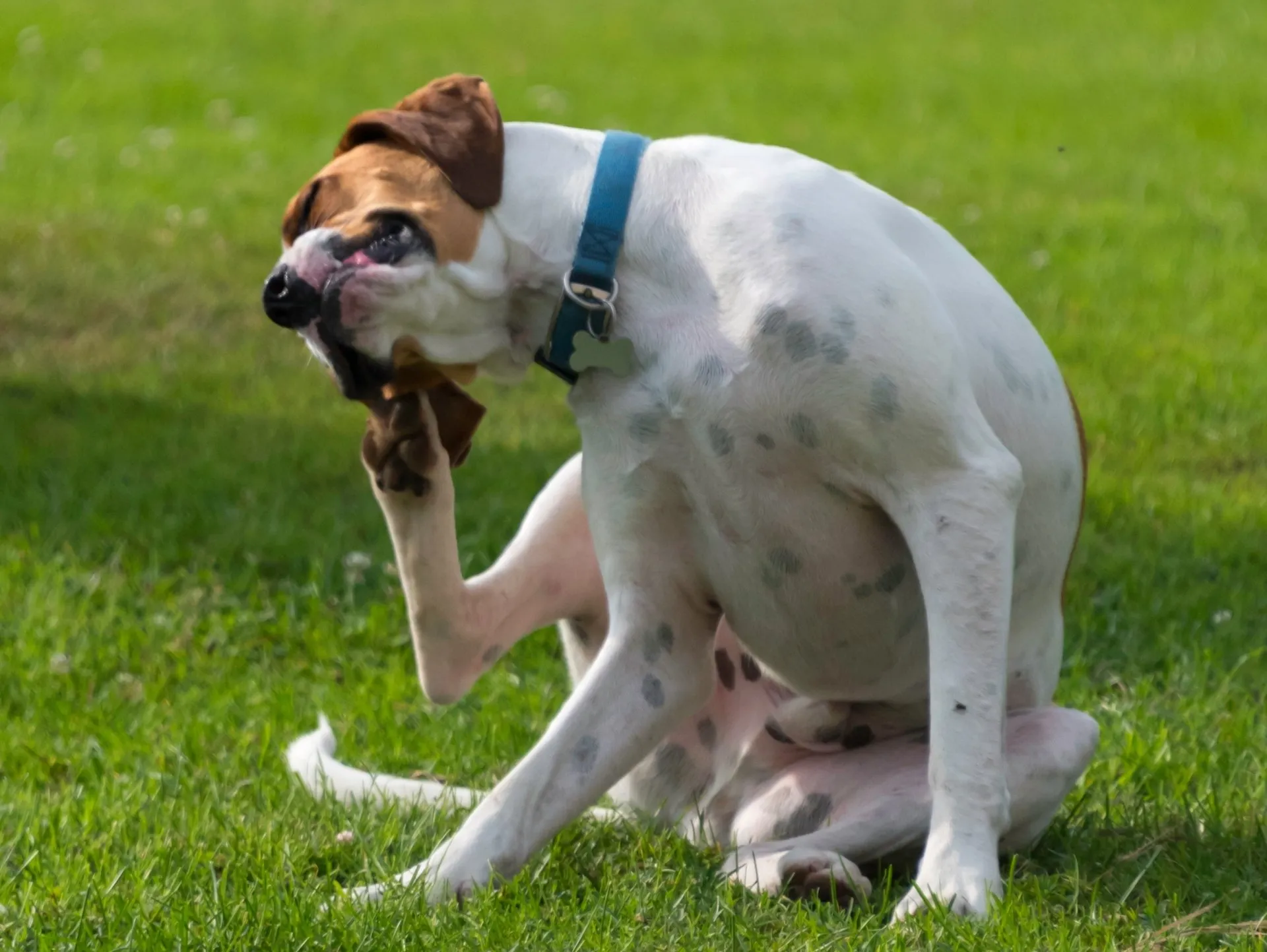 A dog scratching due to skin allergies