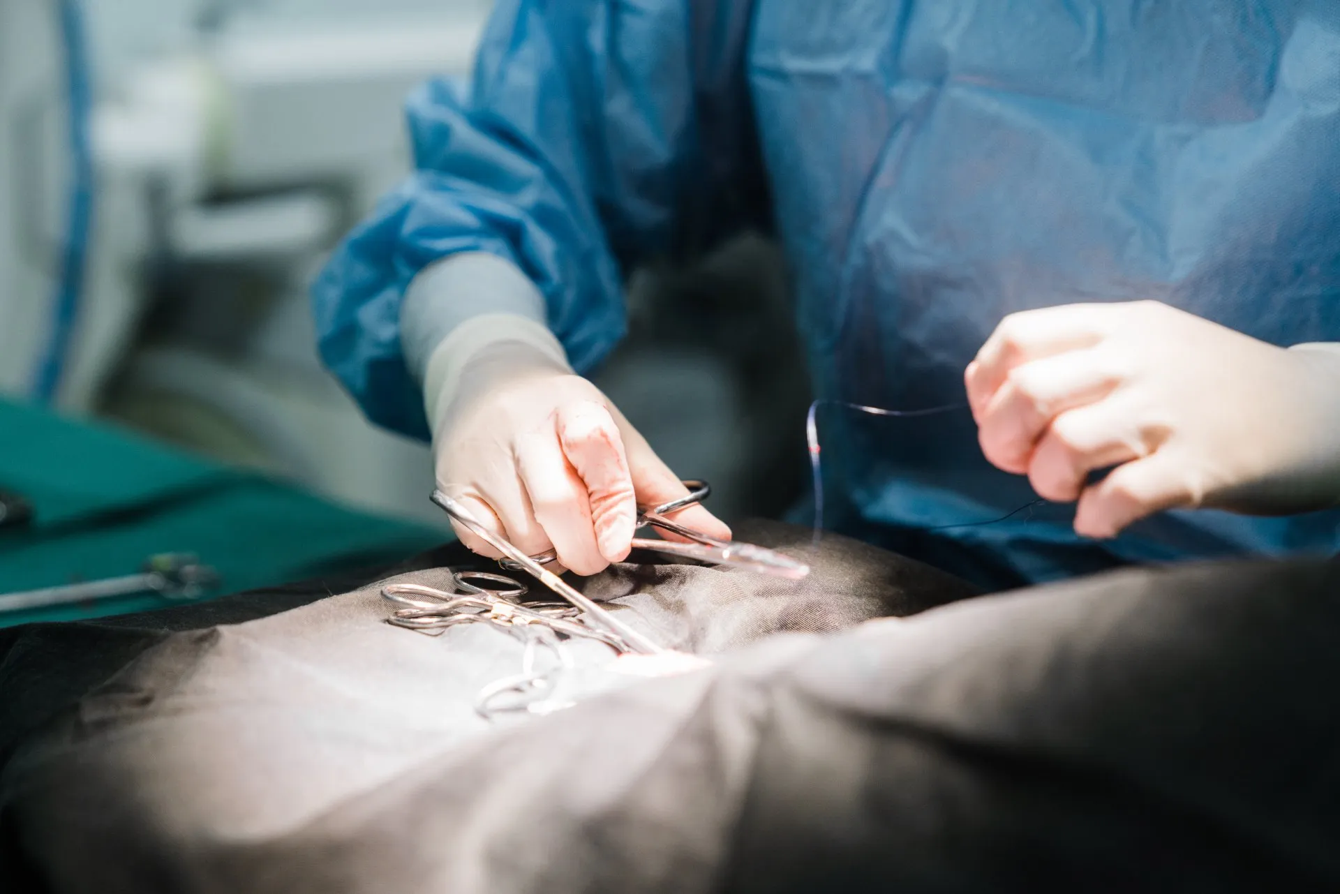A veterinary surgeon in a blue gown suturing an abdominal incision during a spay operation