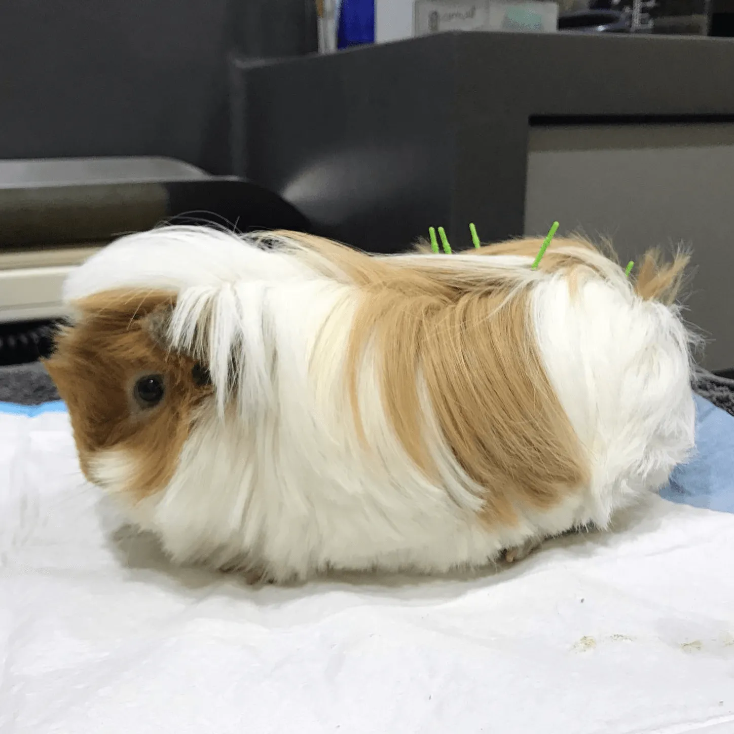 Acupuncture
