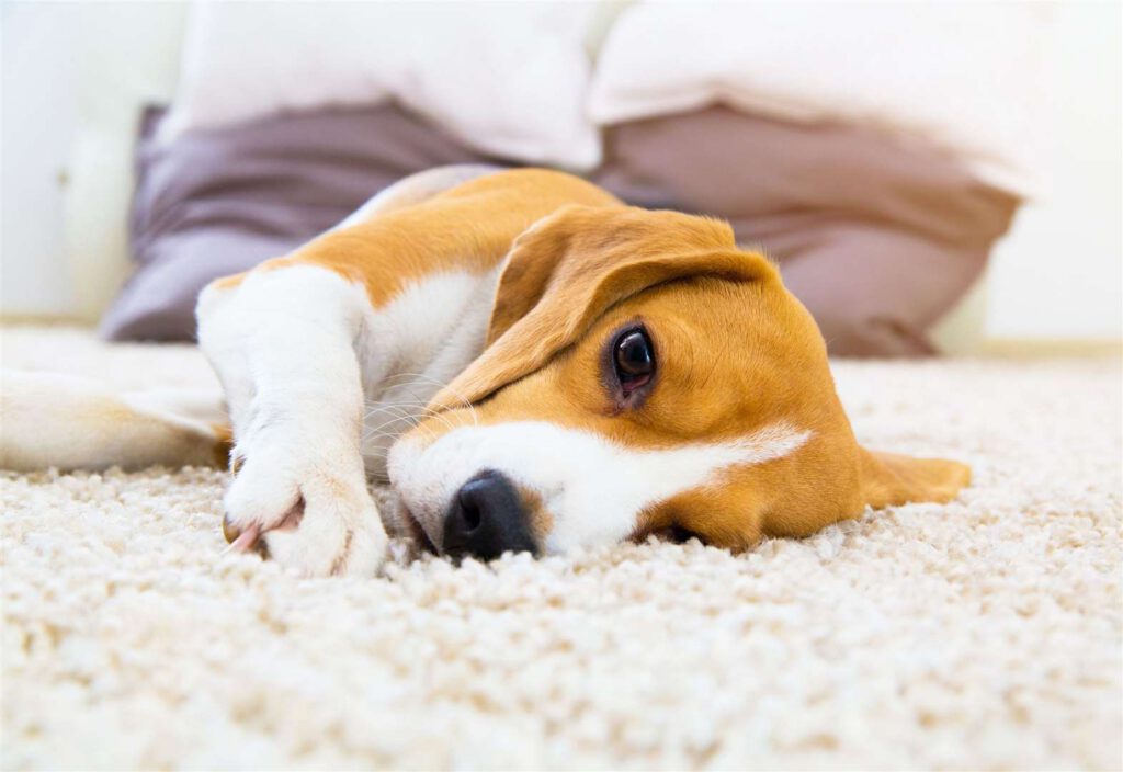 Pancreatitis in Dogs