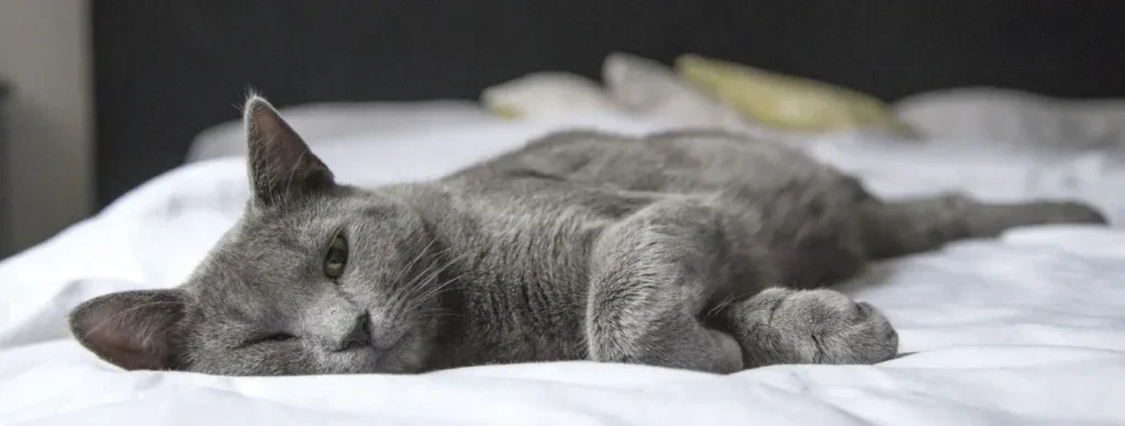 Blocked Cats (Feline Urethral Obstruction)