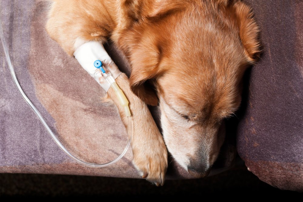 A golden retriever resting with an intravenous catheter and fluid line in its leg
