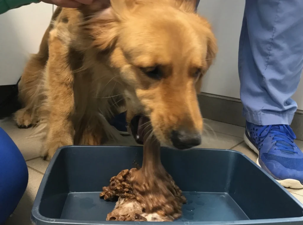 Common Toxicities for Cats and Dogs