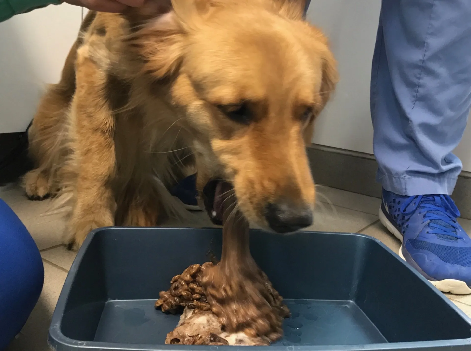 Common Toxicities for Cats and Dogs