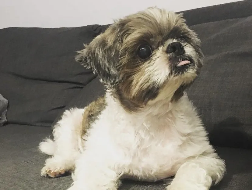 Emily Lok (Oreo)
