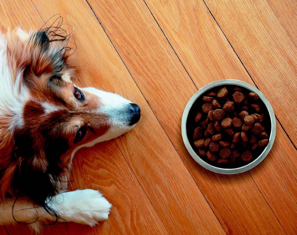 A dog lying beside a full bowl of food, refusing to eat due to loss of appetite