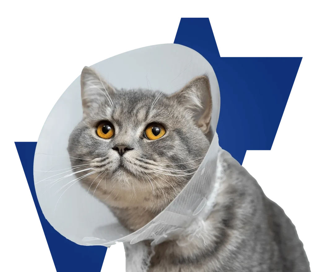 Cat Dental Cleaning in Singapore