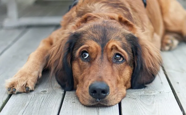 Heartworm disease in cats and dogs