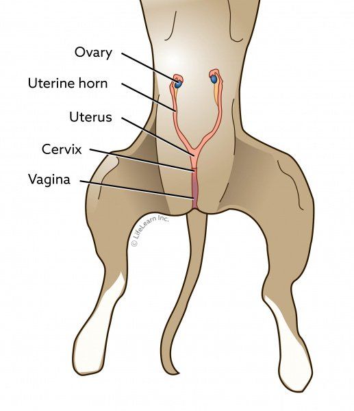 Diagram of the female dog reproductive tract showing the ovaries, uterine horns, uterus and cervix