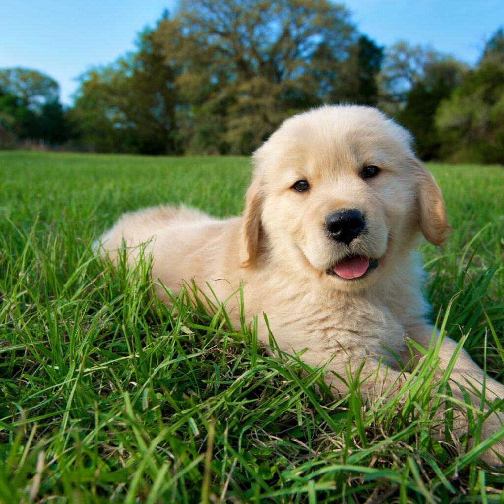 A golden retriever puppy lying on green grass