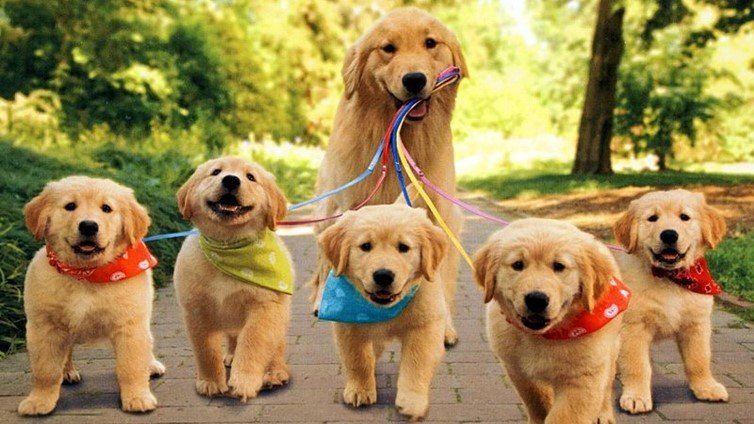 A group of five Golden Retriever puppies on leashes outdoors