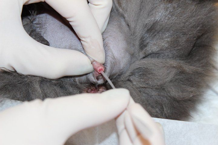 A veterinarian in gloves examining a grey cat's urethra to check for a urinary blockage