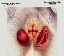Diagram of a dog's anal sacs showing an enlarged inflamed sac and a ruptured anal sac abscess