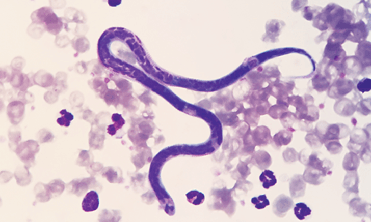 Diagram of the heartworm life cycle showing transmission between dogs, cats and mosquitoes