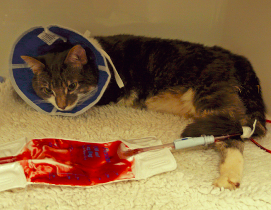 A tabby cat wearing a recovery cone lying down while receiving intravenous fluids