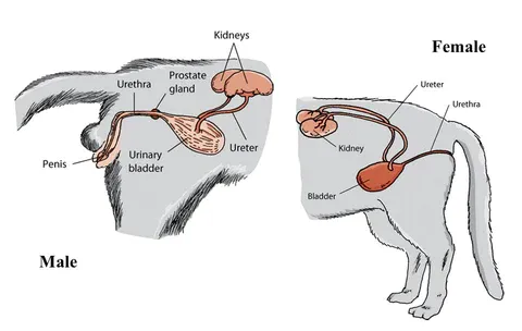 Anatomy diagram of the male and female cat urinary tract showing the bladder and urethra