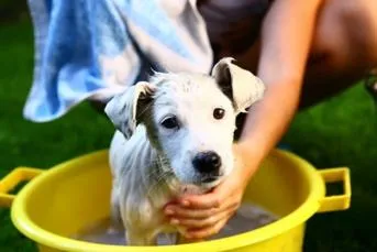 A wet dog being cooled down with water in a basin
