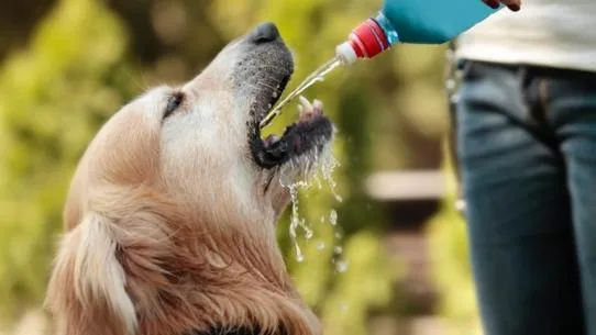 A golden retriever drinking water from a bottle outdoors to stay cool