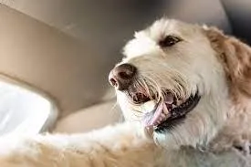 A dog panting inside a parked car, a heatstroke risk in hot weather