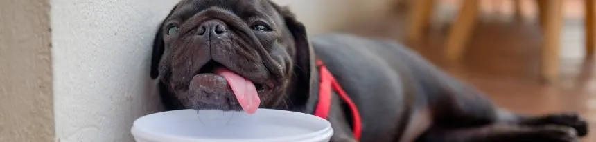 Heatstroke in Dogs and Cats
