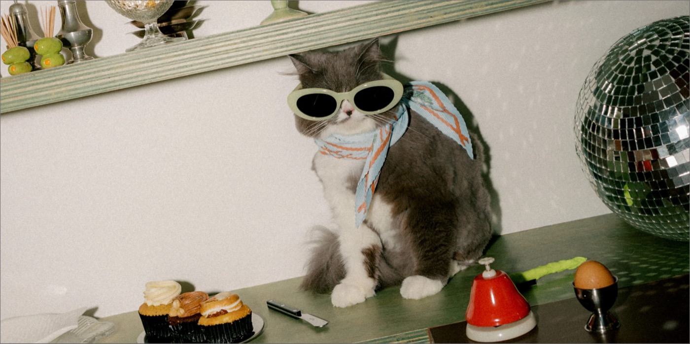 Not Another Pet Fair campaign photo: a cat in sunglasses and a scarf beside a disco ball