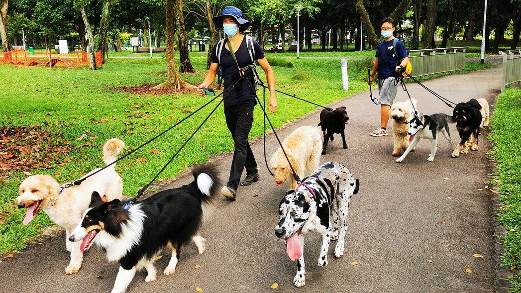 Two people walking a group of dogs together along a park connector path